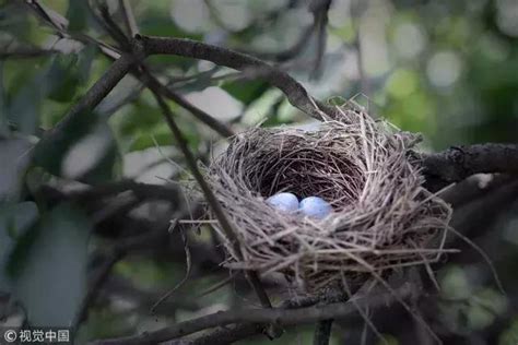 4月7日星座 鳥在家裡築巢